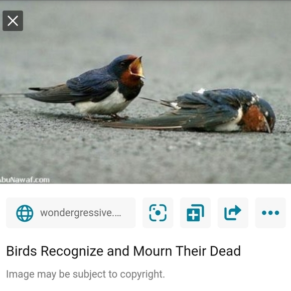 Save the Sparrows! - Picture 9 of 11